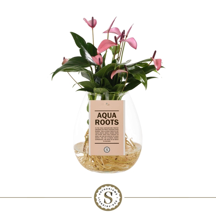 <h4>Aqua Roots Bowl Zizou</h4>