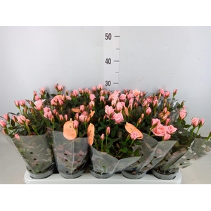 Rosa  'Rosaroma Pink'