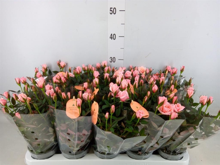 <h4>Rosa  'Rosaroma Pink'</h4>