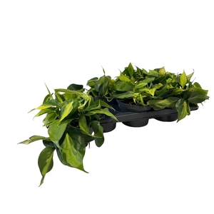 PHIL SCANDENS BRASIL