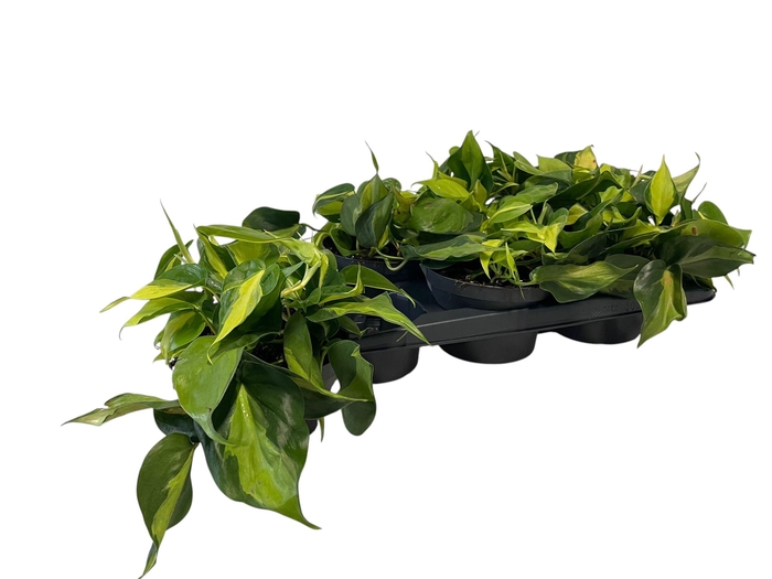 <h4>PHIL SCANDENS BRASIL</h4>