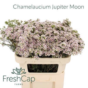 Chamelaucium Jupiter Moon