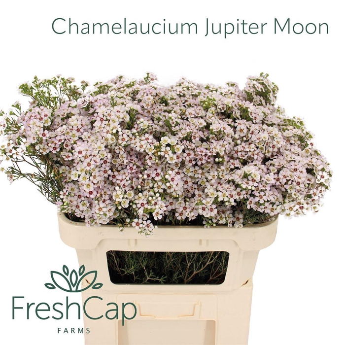 <h4>Chamelaucium Jupiter Moon</h4>
