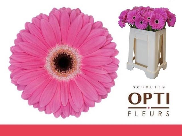 <h4>GE GR DREAMER</h4>