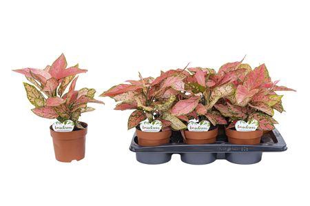 <h4>Aglaonema Pink</h4>