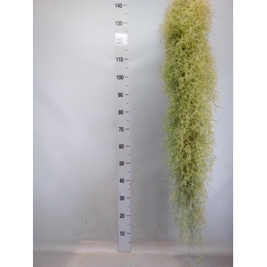 Tillandsia usneoides