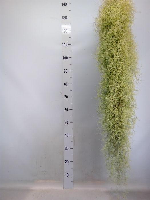 <h4>Tillandsia usneoides</h4>