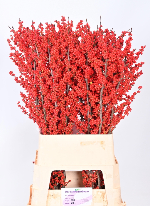 <h4>ILEX VE RODE BES</h4>