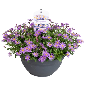 Brachyscome Violet