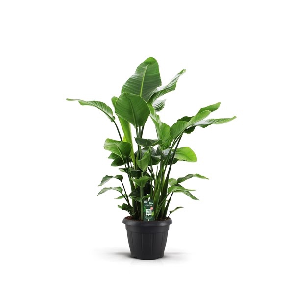 <h4>Strelitzia Nicolai 35 9 STEKKEN!!</h4>