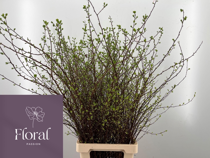 <h4>Spiraea Snowmound</h4>