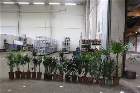 <h4>20x1 **aanb** Loss Plant Mix Pm 21-30</h4>
