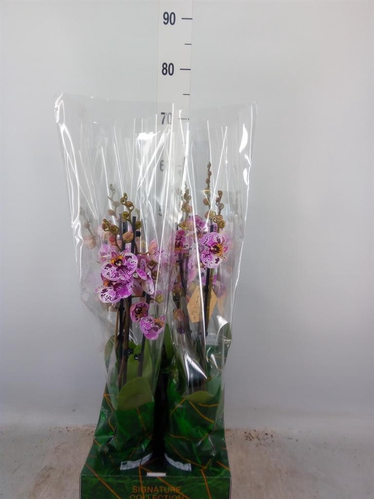 <h4>Phalaenopsis ...</h4>