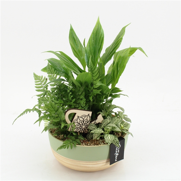 <h4>GRCR-2566 Green Essentials</h4>