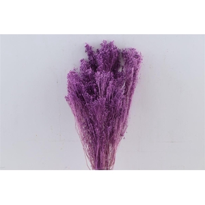 Dried Brooms Milka Bunch