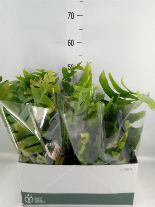 <h4>Epiphyllum   ...</h4>