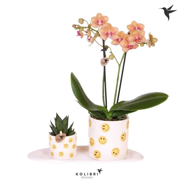<h4>Arrangementen Phalaenopsis mt H%</h4>