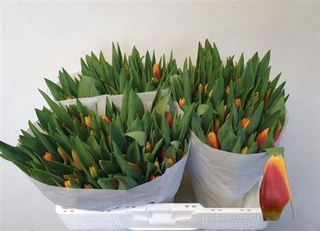 <h4>Tu En Bombita</h4>