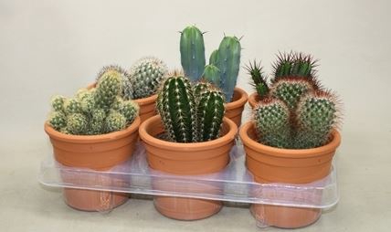 <h4>Cactus overig</h4>