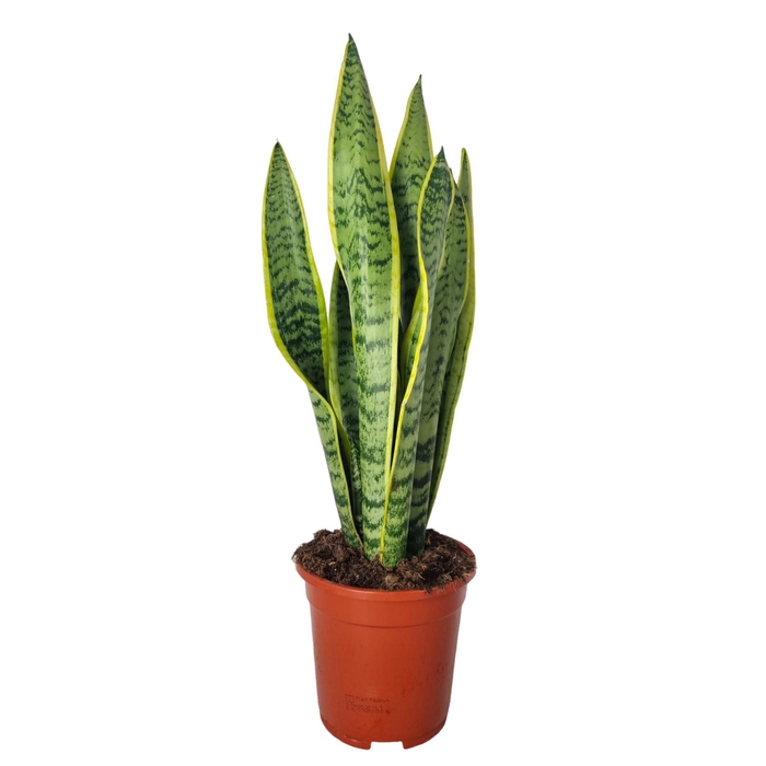 <h4>SANSEV LAURENTII</h4>