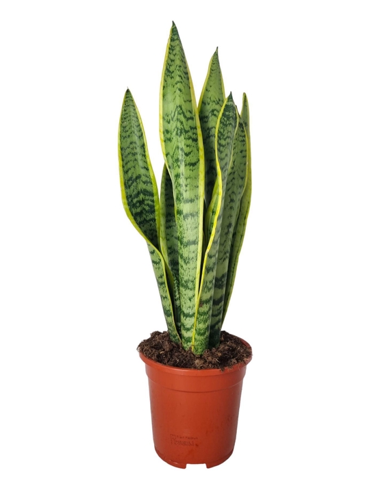 <h4>Sansevieria Laurentii 17 cm</h4>