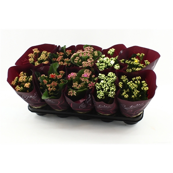 <h4>Kalanchoë 5 color mix in Couture Diamond sleeve</h4>