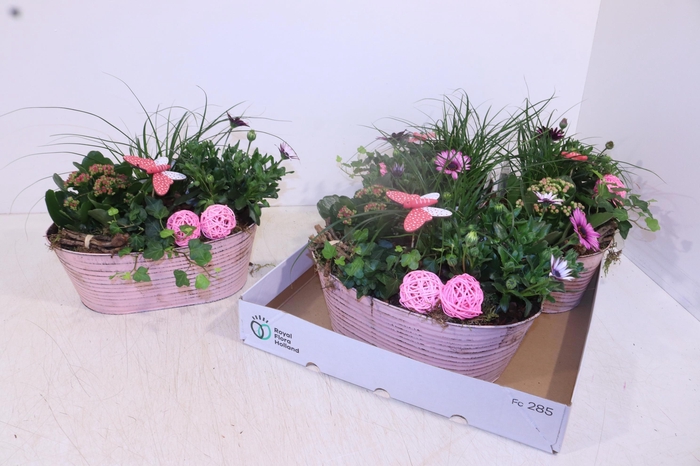 <h4>ARR TUINPLANTEN</h4>