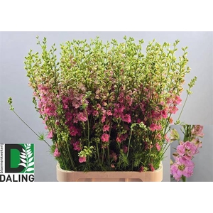 Delph Ridder Rose Daling