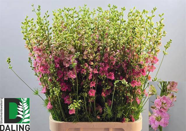 <h4>Delph Ridder Rose Daling</h4>