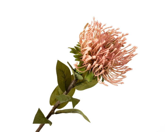 Leucospermum Nutan Pink Light