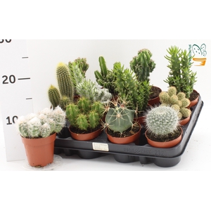 CACTUS GEM