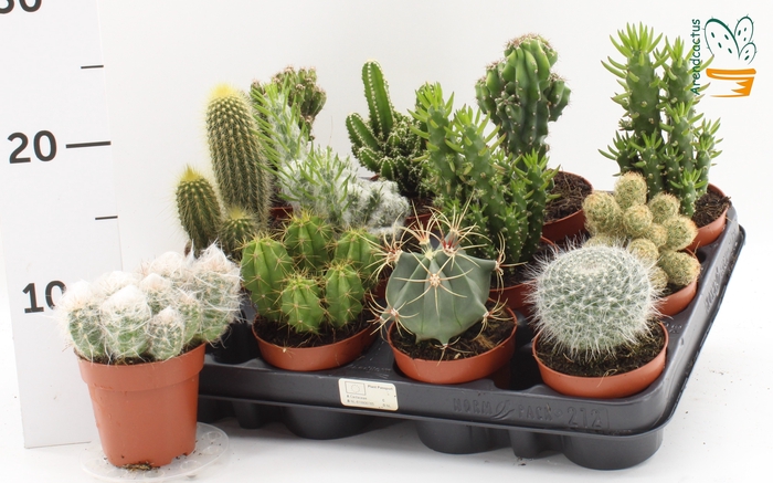 <h4>CACTUS GEM</h4>
