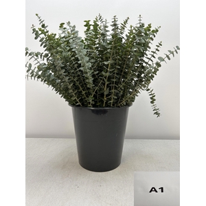 EUC BABY BLUE PER STEEL