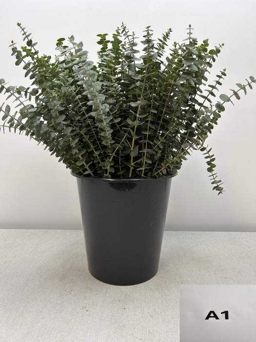 <h4>EUC BABY BLUE PER STEEL</h4>