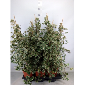 Ficus triangularis 'Sweetheart'