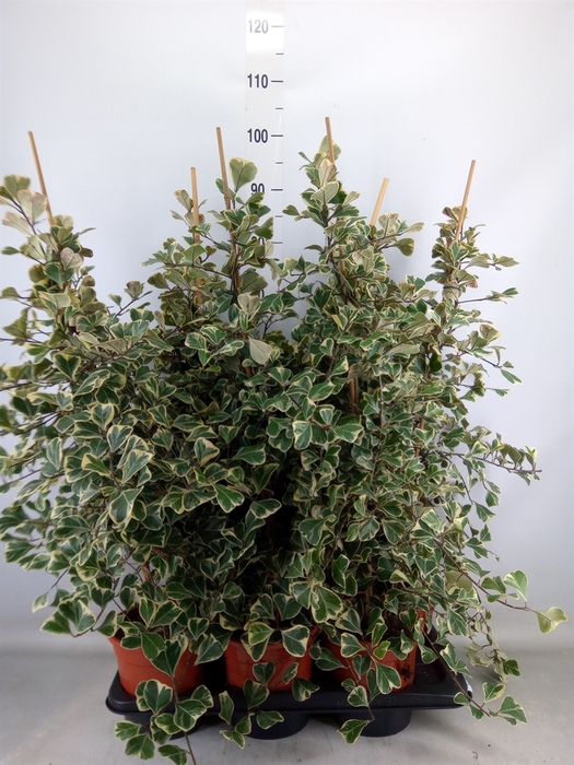 <h4>Ficus triangularis 'Sweetheart'</h4>