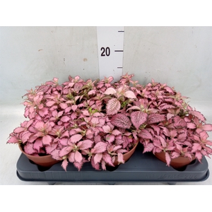 Fittonia verschaf. 'Pink Star'