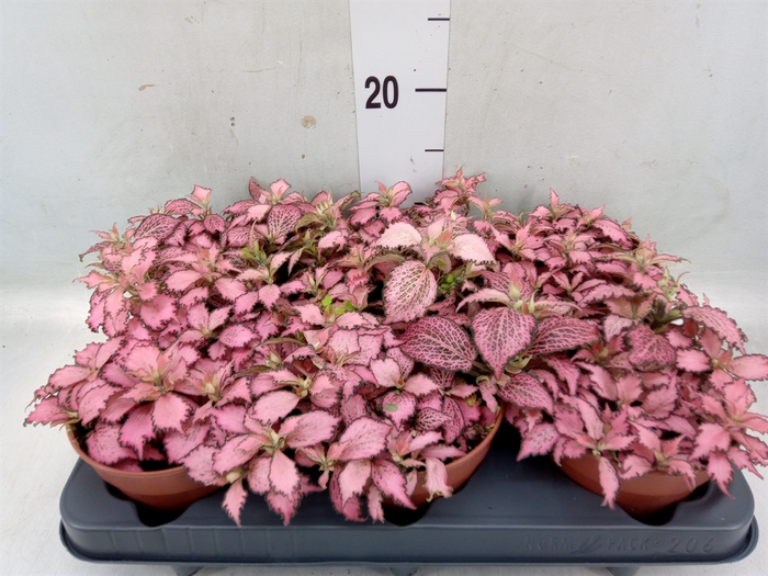 <h4>Fittonia verschaf. 'Pink Star'</h4>