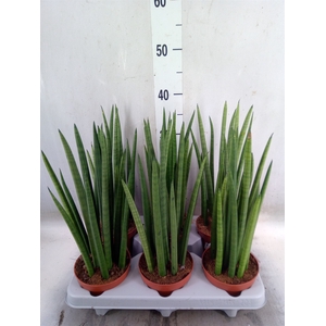 Sansevieria cyl.  ...