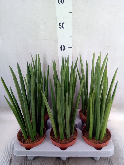 <h4>Sansevieria cyl.  ...</h4>