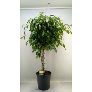Ficus benja. 'Exotica'