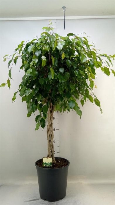 <h4>Ficus benja. 'Exotica'</h4>