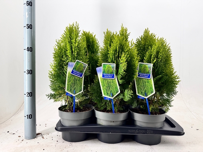 <h4>PLAT OR AUREA NANA</h4>