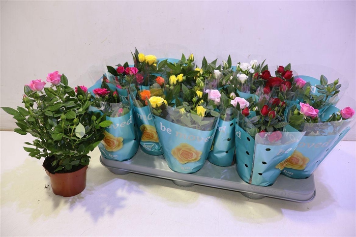 <h4>arr8 Ro B Monde Gem</h4>