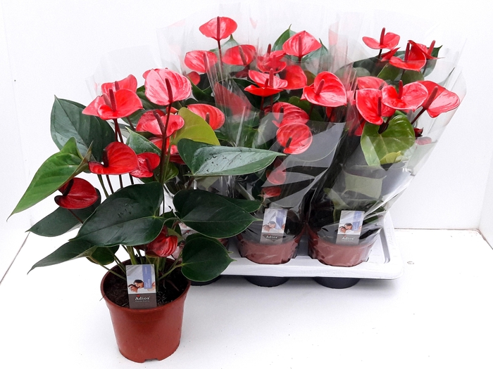 <h4>ANTHU AN FL ALMA</h4>