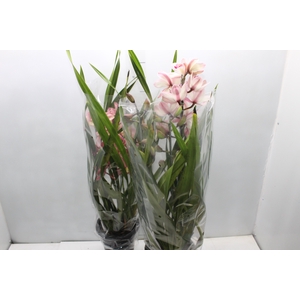 CYMBIDIUM P18 MIN 3 HT