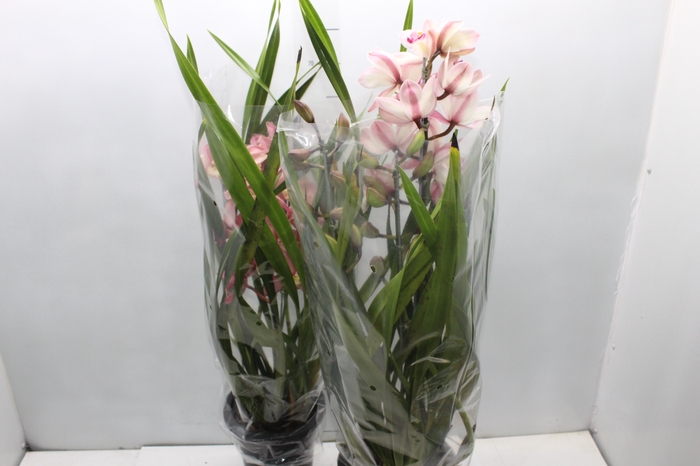 <h4>CYMBIDIUM P18 MIN 3 HT</h4>