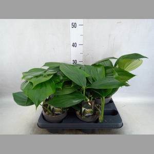 Philodendron   ...
