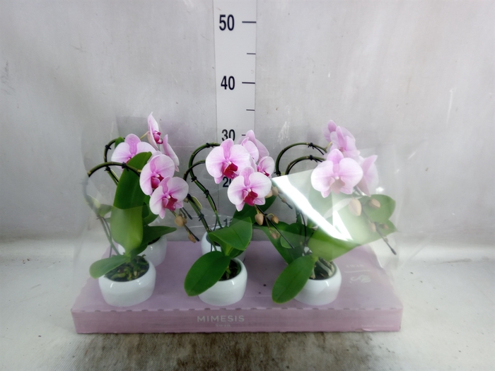 Phalaenopsis   ...rose