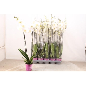 PHAL AN LEEDS